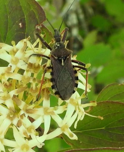 Réf. 265 210 : Rhynocoris erythropus
